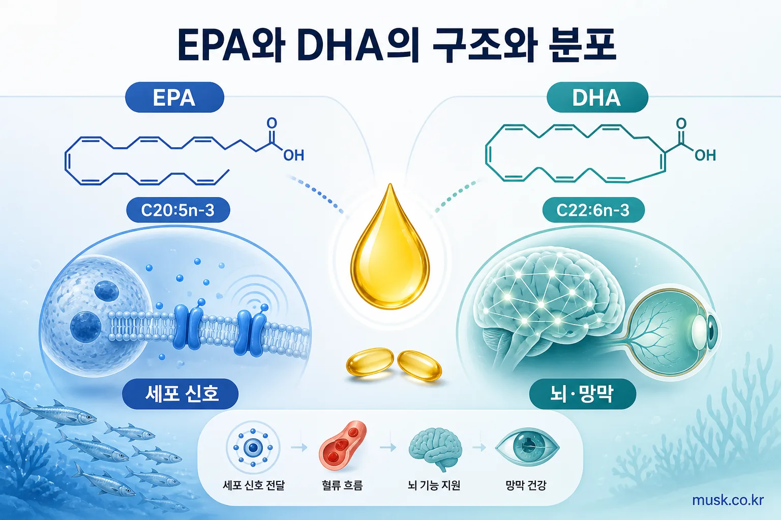 오메가3 EPA DHA 차이, 제품 고를 때 무엇을 확인할까? 5 EPA와 DHA의 분자 구조와 체내 분포 차이를 보여주는 인포그래픽