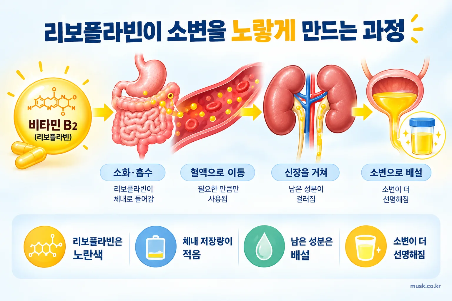 비타민B2를 먹으면 소변이 진한 노란색이 되는 이유 2 리보플라빈의 색과 소변 배설 과정을 설명하는 그림