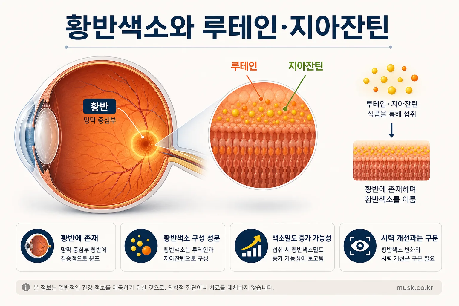 루테인 지아잔틴은 눈 건강에 도움이 되나? 연구 근거와 한계 5 황반에 존재하는 루테인과 지아잔틴 및 황반색소를 설명하는 이미지