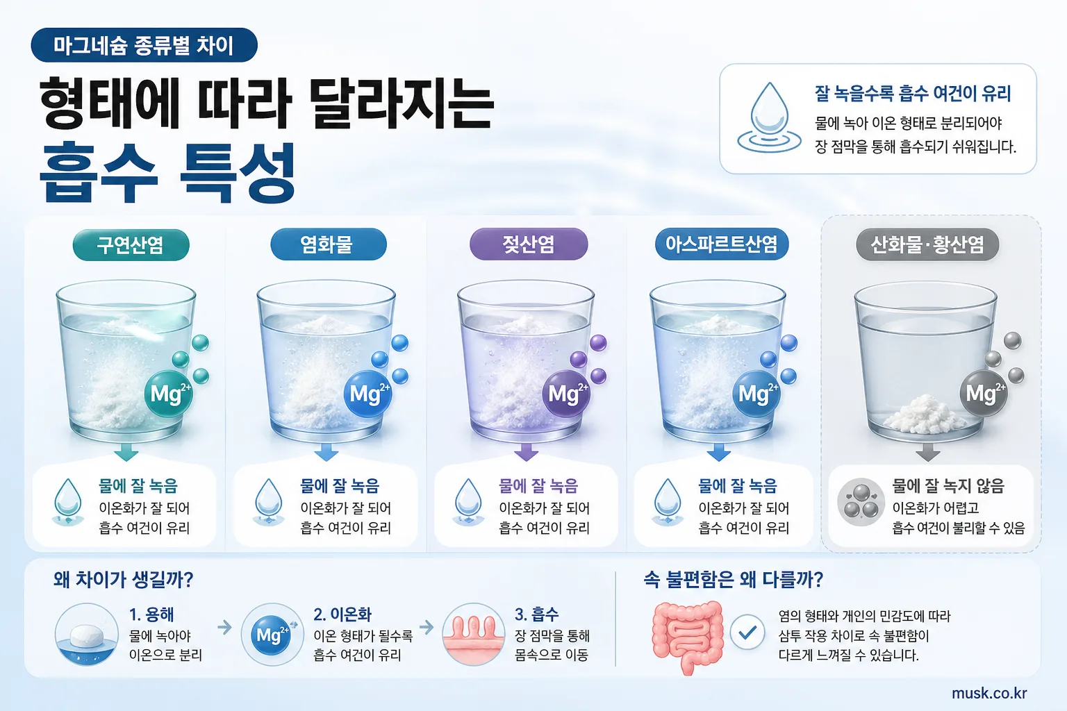 마그네슘 종류별 차이, 흡수율과 속 불편함까지 비교 4 마그네슘 형태에 따른 흡수 특성과 생체이용률 경향을 설명한 이미지
