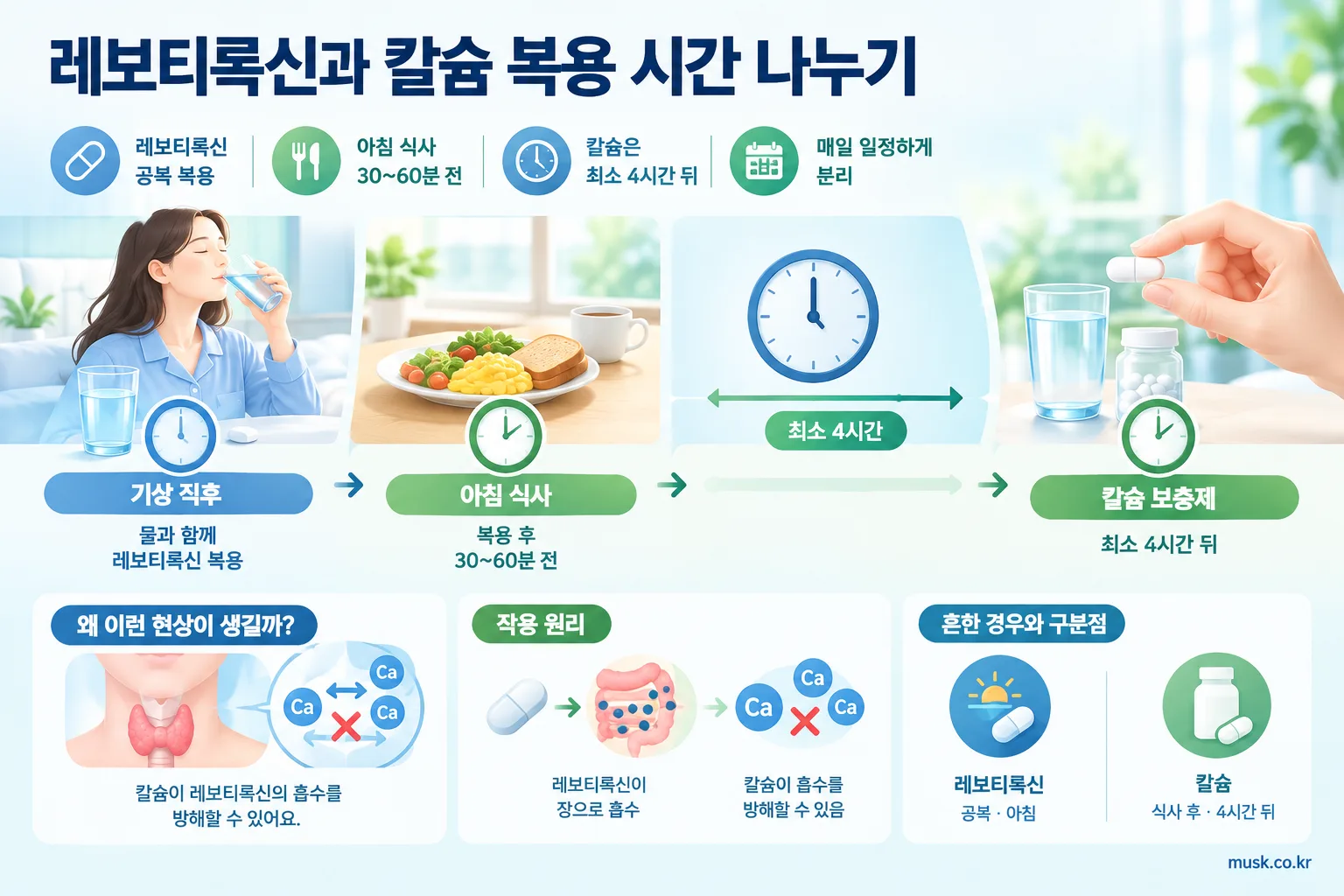 칼슘과 갑상선약 같이 먹어도 되나? 복용 간격 확인하기 2 레보티록신은 공복에 복용하고 칼슘은 최소 4시간 뒤 복용하는 시간표