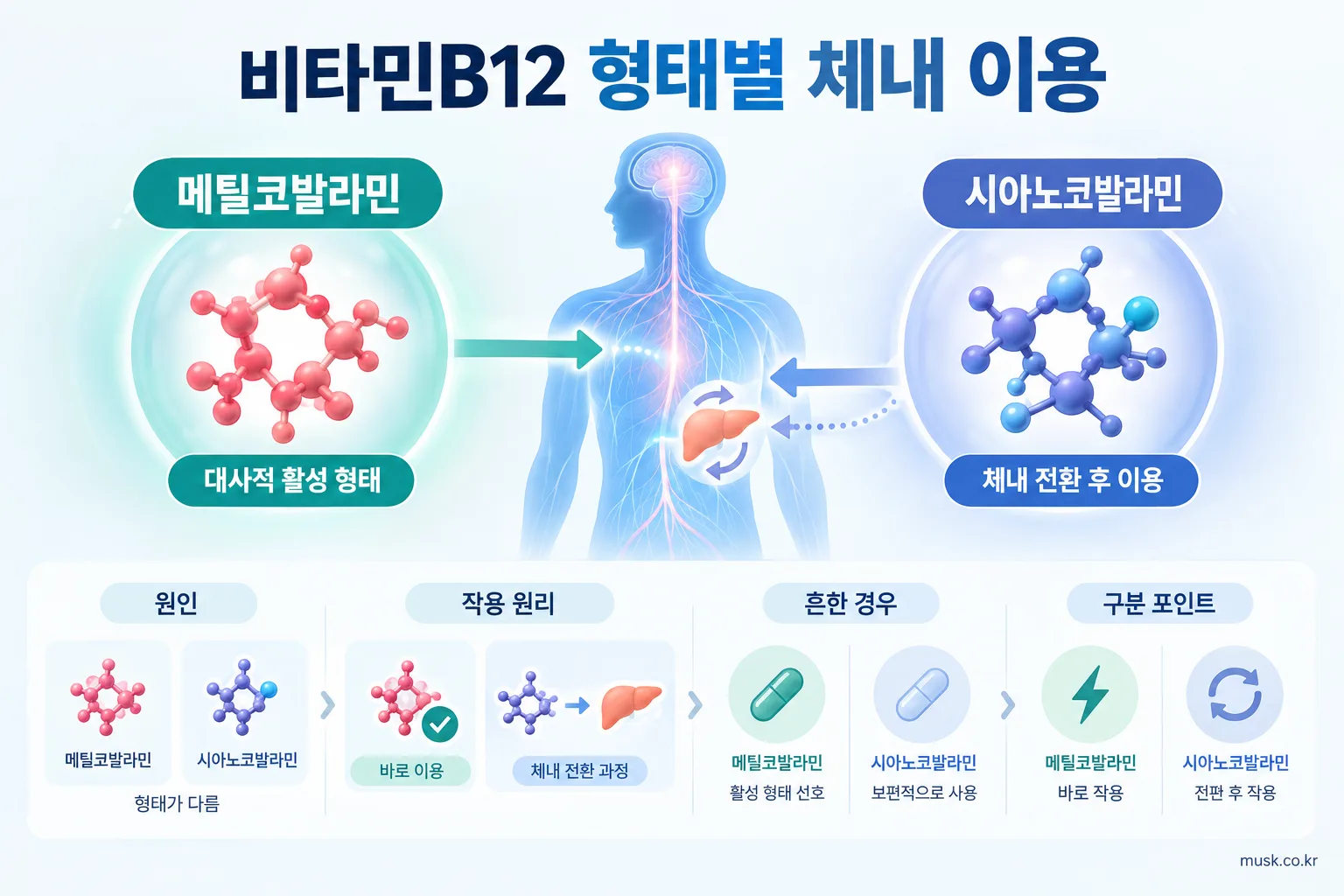 메틸코발라민과 시아노코발라민은 어떻게 다를까 2 메틸코발라민과 시아노코발라민의 체내 이용 과정을 설명한 이미지