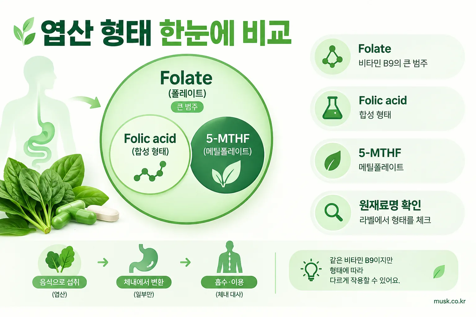 메틸폴레이트와 엽산 차이, 어떤 형태를 확인해야 할까 2 Folate와 folic acid 및 5-MTHF의 관계를 보여주는 엽산 형태 비교 도식