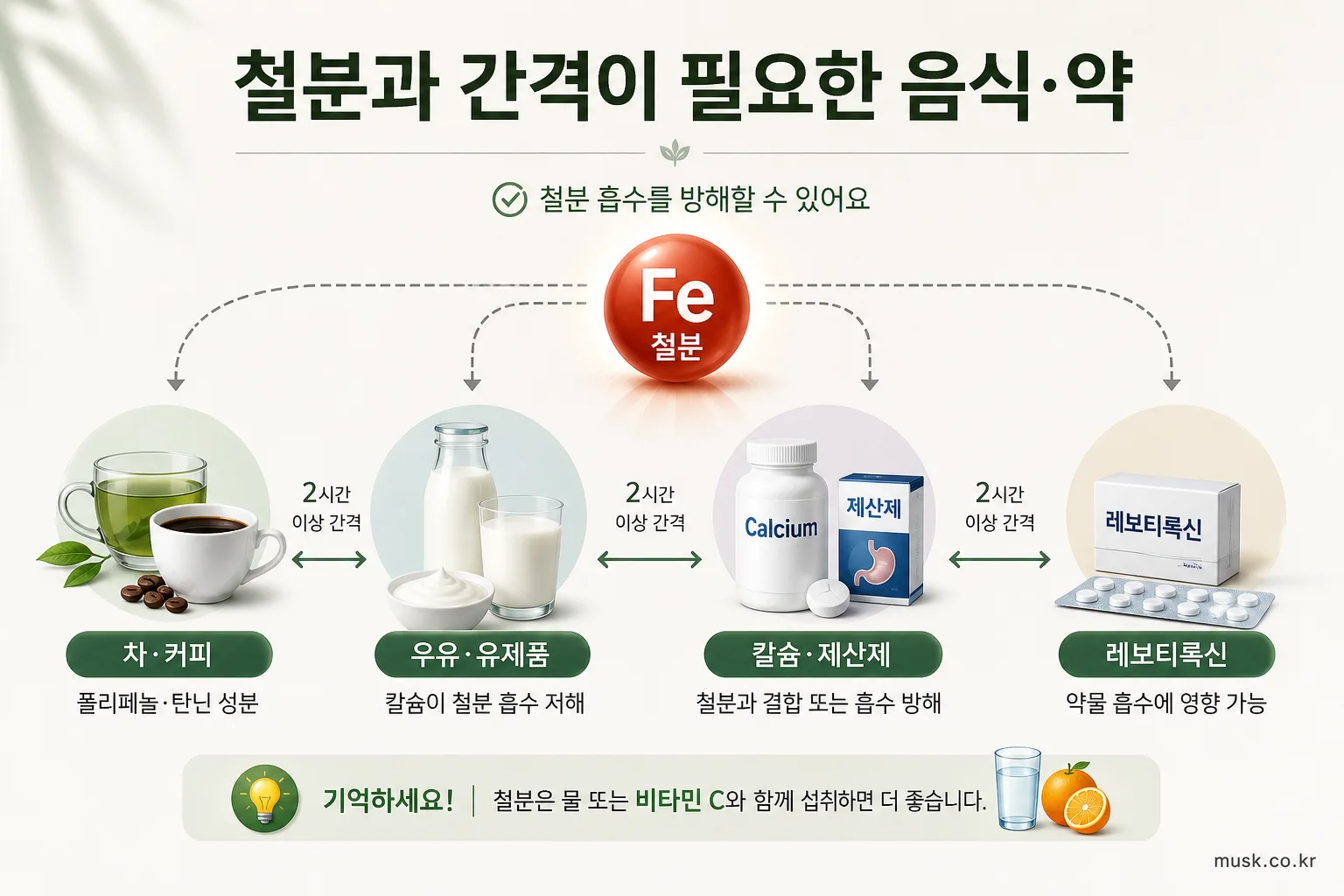 철분 공복에 먹어도 되나? 속쓰림이 있다면 복용시간 정하는 법 6 철분과 차 커피 유제품 칼슘 제산제 및 레보티록신의 복용 간격을 설명하는 인포그래픽