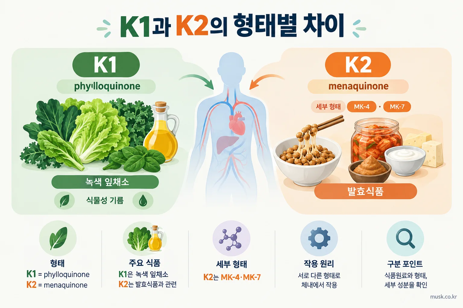 비타민K1과 비타민K2 차이, 제품을 고를 때 무엇을 봐야 하나 2 비타민K1의 phylloquinone과 비타민K2의 menaquinone 및 MK-4 MK-7 형태를 비교한 인포그래픽