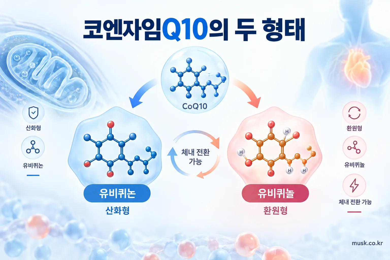 코엔자임Q10의 산화형 유비퀴논과 환원형 유비퀴놀 비교
