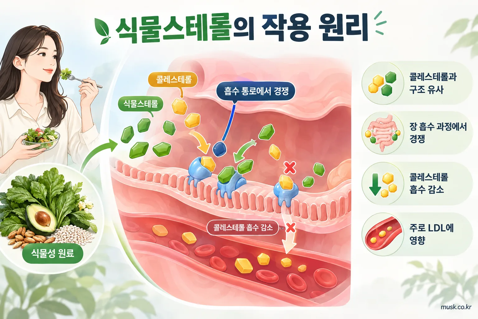 식물스테롤은 콜레스테롤 관리에 도움이 되나? 기능성과 섭취 기준 2 식물스테롤이 장에서 콜레스테롤 흡수와 경쟁하는 원리를 보여주는 이미지