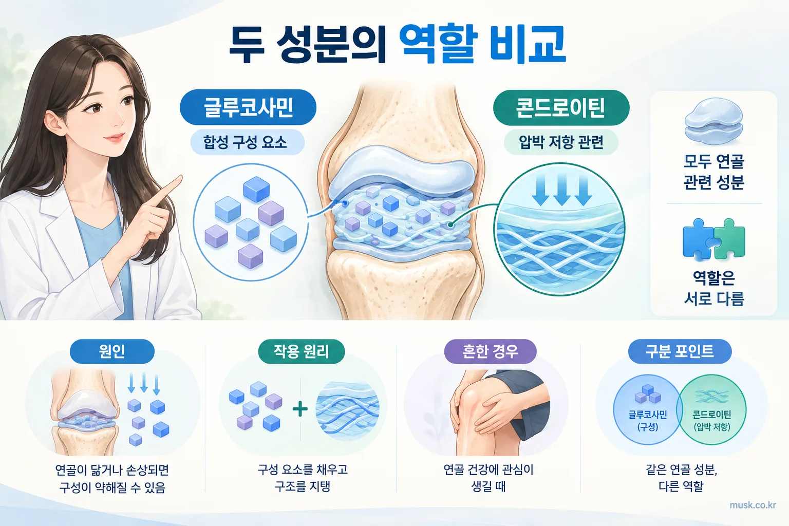 글루코사민과 콘드로이틴은 어떻게 다를까 2 글루코사민과 콘드로이틴의 연골 관련 역할 비교