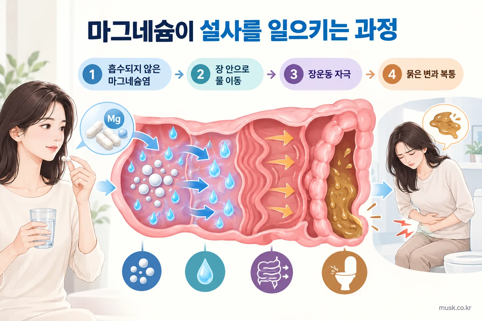 흡수되지 않은 마그네슘염이 장으로 물을 끌어들이고 장운동을 자극하는 과정